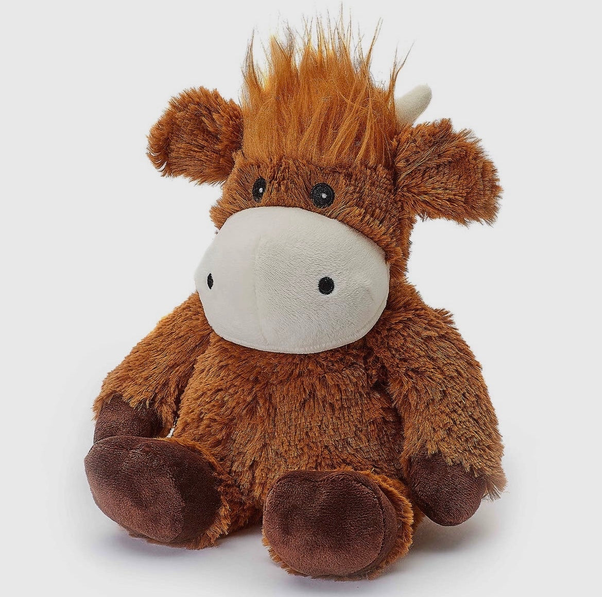 Highland Cow